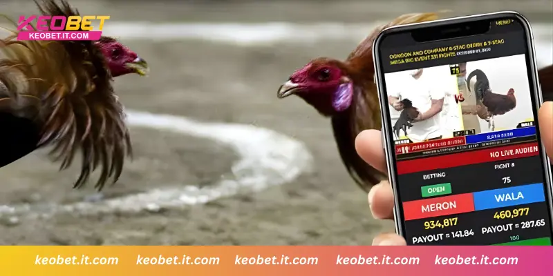 ไก่ชนถ่ายทอดสด อัตราต่อรองปรับเปลี่ยนตามสถานการณ์